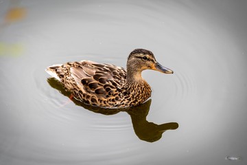 Mallard and its shadow reflecting in the water of a river
