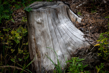 detal stump structure in the middle of the forest