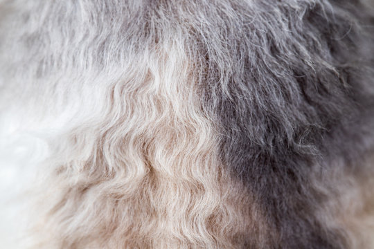 Background texture curly-haired cat fur, wool close up