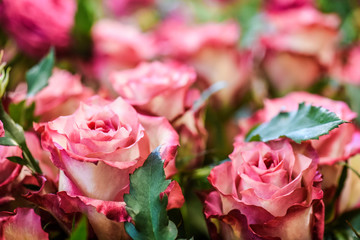 Red or white roses . Spring flowers detail with perfect bokeh.