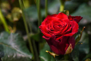 Luxury bouquet of red roses. Beautiful flowers close up.