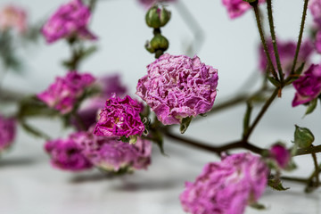 Dried up not fresh red rose isolated on white background.