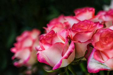 Bouquet of red white roses . Spring flowers detail with perfect bokeh.