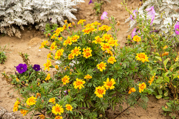 Autumn flower park with vibrant colors