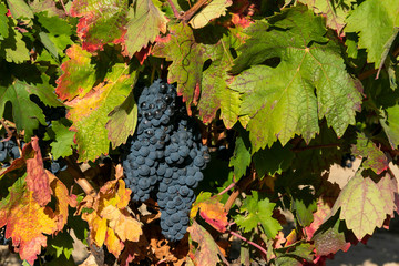 Racimos de uva para  vino 