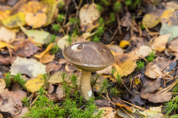The summer or autumn forest landscape with white or birch mushroom or aspen among grass and fallen leaves