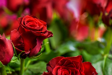 Bouquet of red roses on a colour background. Beautiful flowers bunch.