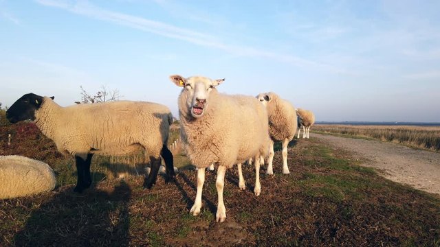 Sheep on dyke in Fehmarn, Lemkenhafen