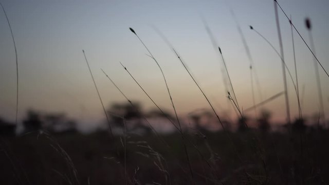Twilight in African Savanna. Grass and Sunset Sky in Background, Tanzania National Park