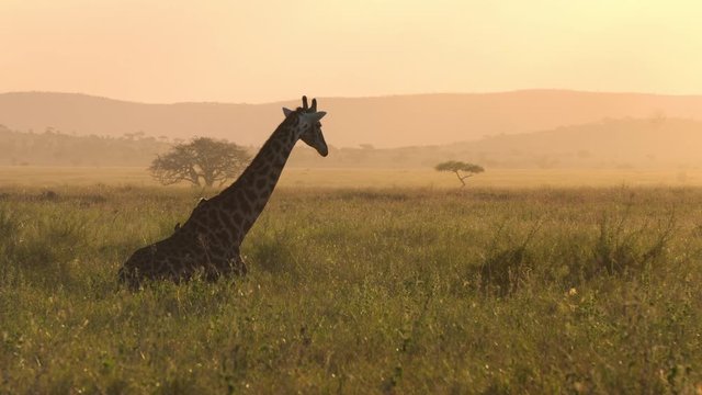 Giraffe and Birds on Sunset in African Savanna, Cinematic Scene From Tanzania National Park. Animals in Natural Habitat