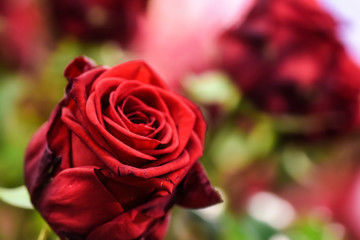 Bouquet of red roses on a colour background. Beautiful flowers bunch.