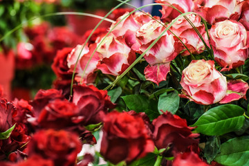 Red white roses in beautiful bunch. Flowers bouquet romantic background