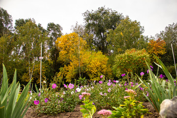 Autumn flower park with vibrant colors