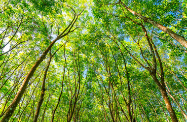 Latex rubber plantation or para rubber tree in southern Thailand