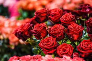 Red roses bunch. Bouquet of fresh beautiful flowers or blossom. background.