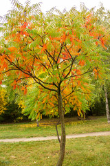 Fototapeta premium Autumn bright color park with trees