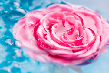 Pink rose in water
