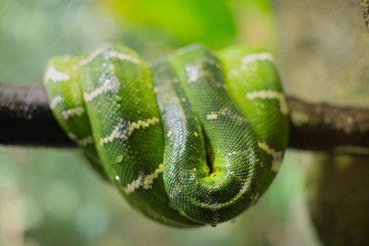Large Green Tree Python