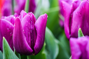 Violet tulips in beautiful flowers garden with green leaves. Perfect bokeh blossom.