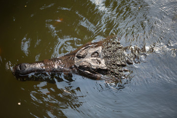 Top view of the head and snoot of a Gharial Crocodile.