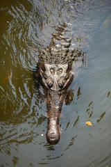 Top view of the head and snoot of a Gharial Crocodile.