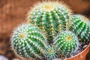 various cactus and succulent plants in pots with colorful background.