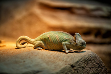 View of Chameleon Lizard