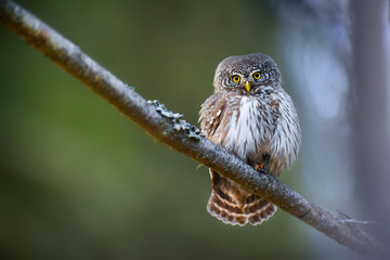 Beautiful small bird in forest. Eurasian pygmy owl (Glaucidium passerinum)