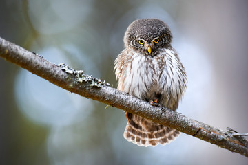 Beautiful small bird in forest. Eurasian pygmy owl (Glaucidium passerinum)