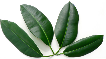 Fototapeta na wymiar Ficus green leaves on white background
