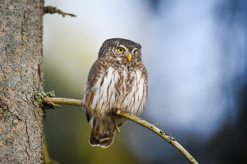 Beautiful small bird in forest. Eurasian pygmy owl (Glaucidium passerinum)