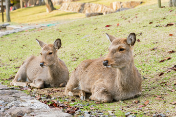 Deer in Nara, Japan in autumn season. Deer is cherished as a divine force of God