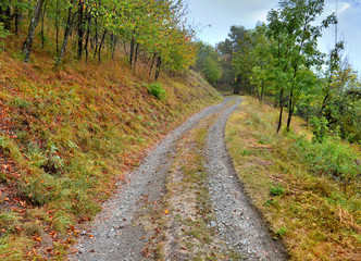 Fototapeta na wymiar footpath crossing a forest in mountain with autumnal colors