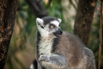 White-fronted Brown Lemur in forest