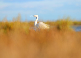 Egret in wild nature