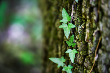 Old tree bark or pattern background covered with ivy tree. Copy space