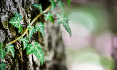 Old tree bark or pattern background covered with ivy tree. Copy space