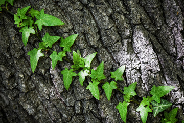 Old tree bark or pattern background covered with ivy tree. Copy space