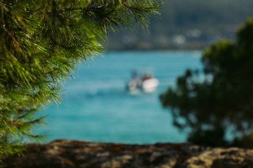 pine tree and tropical beach and sea background . Summer vacation and travel . Copy space.