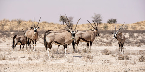 Naklejka na ściany i meble Gemsbok Antelope