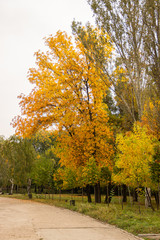 Naklejka premium Autumn bright color park with trees
