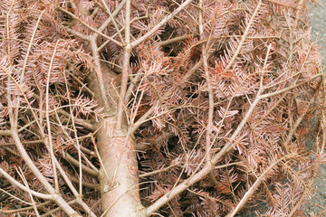 Dead Christmas tree turning brown 