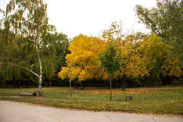 Autumn bright color park with trees