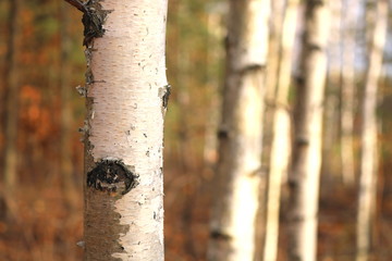 Young birches with black and white birch bark in spring in birch grove