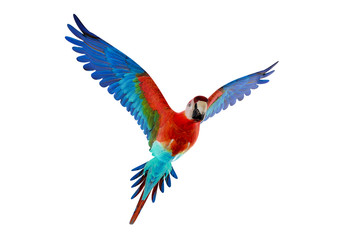 guacamaya isolated on white background