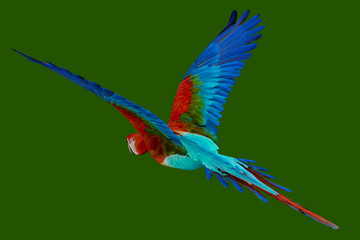 guacamaya isolated on green background