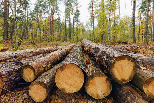 Pile of freshly harvested pine logs in the forest. Forestry logging