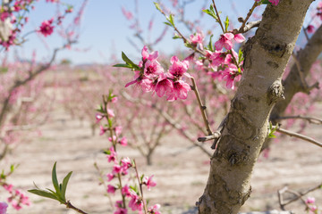 Beautiful pink peach flowers petals and trees blooming on a spring sunny day