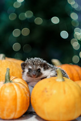 A hedgehog walks around the table with pumpkins.  © Oleg Samoylov