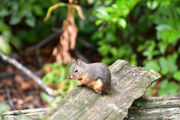 A closeup of Douglas squirrel in the park. BC Canada